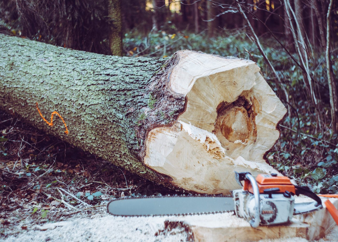 The cut face of a felled trunk showing a hollow, decayed core that was invisible from the ground