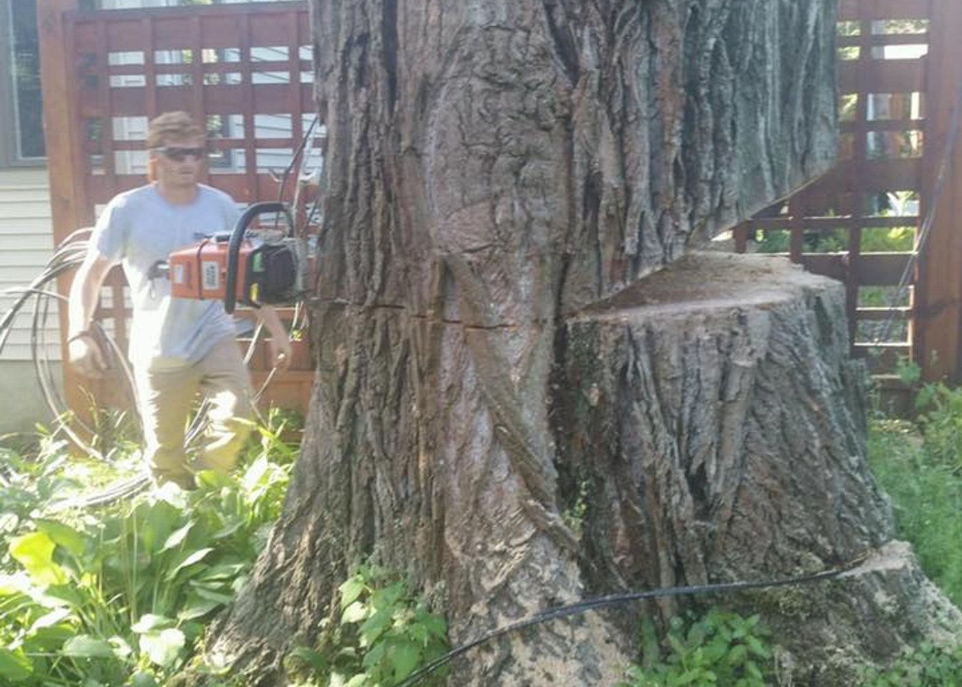 A large stump cut clean and flush to the ground beside a house, ready for the grinder
