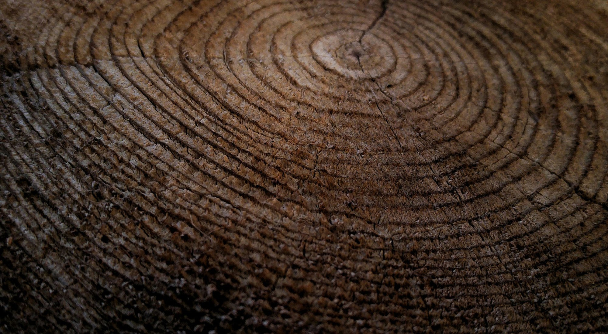 A macro photograph of the growth rings on the fresh-cut face of a large trunk